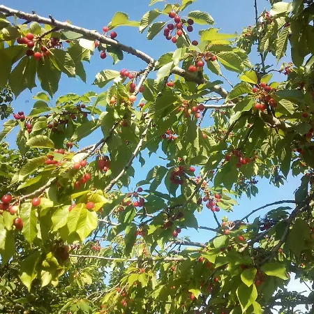 דירה Noletov Vidikovac