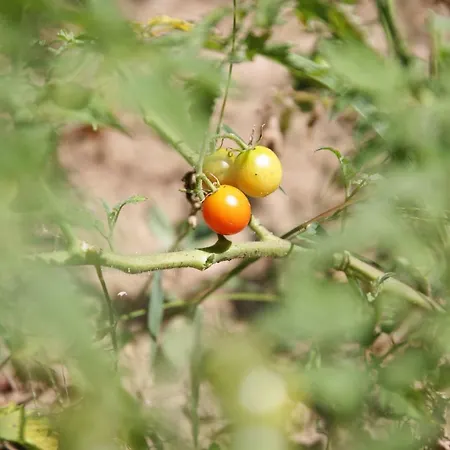 Noletov Vidikovac * ורדניק
